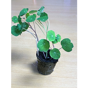 CLÉOGARDEN 1 KIT CYCLE 1