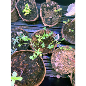 CLÉOGARDEN 3 KIT CYCLE 3