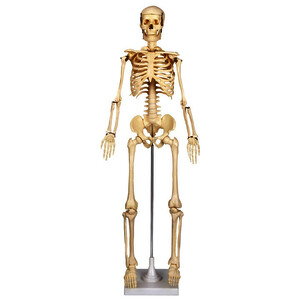 MAQUETTE DE SQUELETTE HUMAIN 80 CM