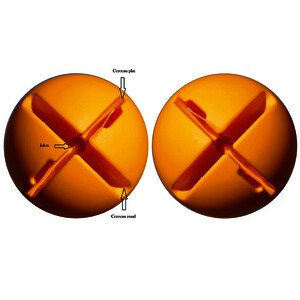 LOT 2 SOCLES LESTABLES MULTIFONCTIONS